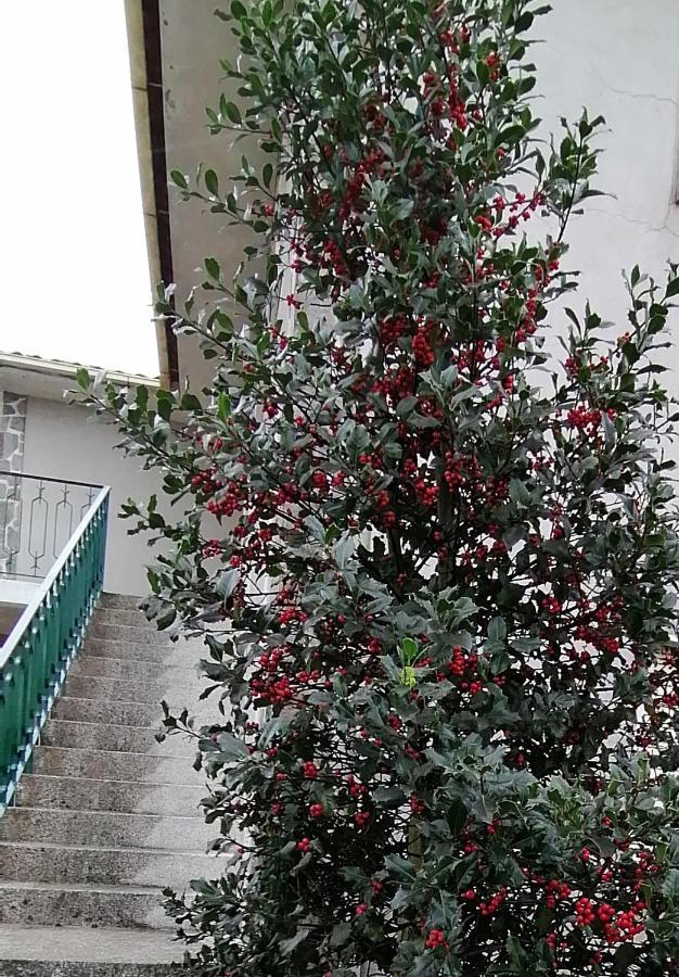 Moradia santa comba Villa Santa Comba Dao Bagian luar foto